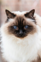 Close up of balinese cat looking