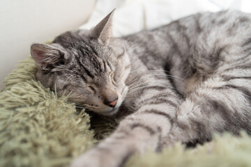 窓辺で眠る可愛い猫　サバトラ猫
