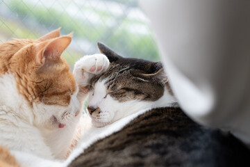 窓辺でくつろぐ可愛い二匹の猫