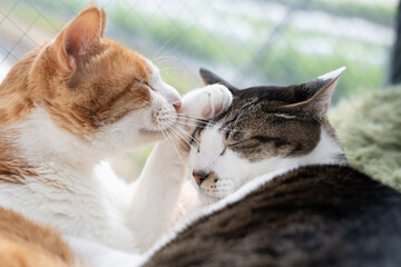 窓辺でくつろぐ可愛い二匹の猫