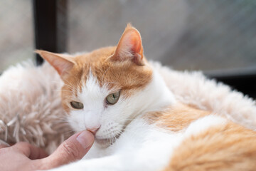 かわいい飼い猫を撫でる飼い主　茶トラ白