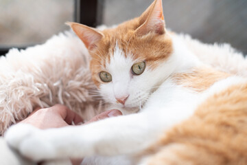 Obraz premium かわいい飼い猫を撫でる飼い主 茶トラ白
