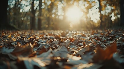 Autumn Leaves Glisten In Sunset Forest Light