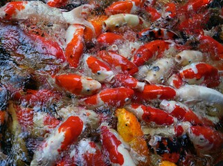 Many koi of different colors in the water are gathering to compete for food.