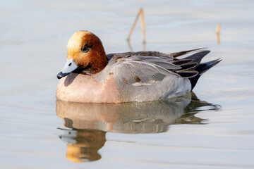 Eurasian Wigeon