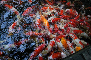 Many koi of different colors in the water are gathering to compete for food.