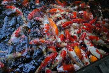 Many koi of different colors in the water are gathering to compete for food.