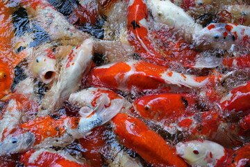 Many koi of different colors in the water are gathering to compete for food.