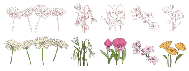 set of aesthetic flowers, daisy flower, snowdrop flower, clla lilly flower, cherry blossom flower, hibiscus flower in handraw style, minimalist design