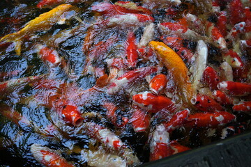 Many koi of different colors in the water are gathering to compete for food.