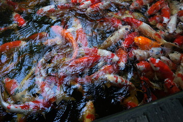 Many koi of different colors in the water are gathering to compete for food.