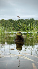 ducks in the lake