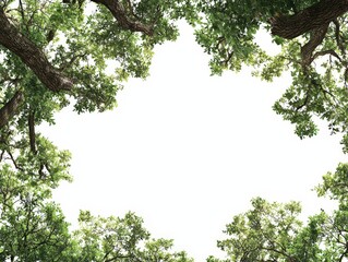 Oak trees border frame framing element on white background