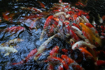 Many koi of different colors in the water are gathering to compete for food.