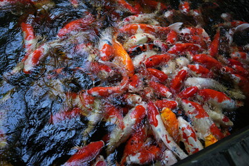 Many koi of different colors in the water are gathering to compete for food.