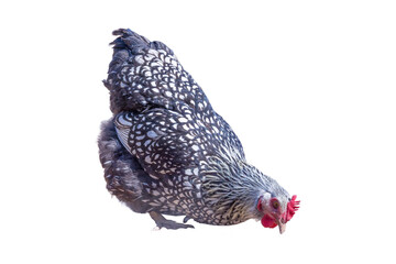 Isolated Black-and-White Laying Hen Foraging