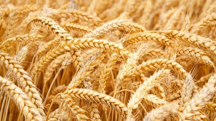 Close-up view of golden wheat stalks swaying gently in a sunny field, showcasing agricultural abundance