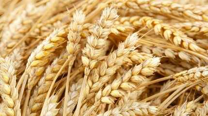 Close-up view of golden wheat ears showcasing their texture and ripeness in a natural setting