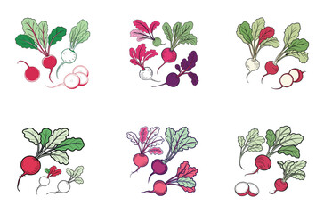 Fresh Radish Variations Vector set

