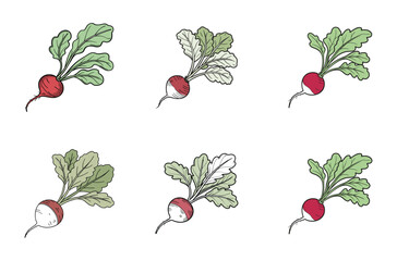 Fresh Radish Variations Vector set
