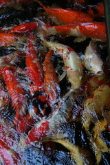 Many koi of different colors in the water are gathering to compete for food.