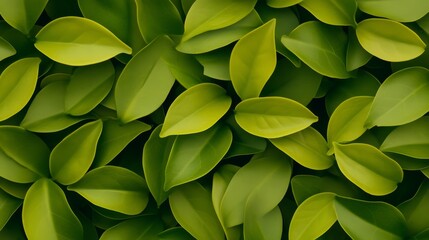 Obraz premium Lush green leaves densely packed together, creating a vibrant natural backdrop, ideal for design use