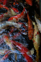 Many koi of different colors in the water are gathering to compete for food.