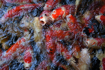 Many koi of different colors in the water are gathering to compete for food.