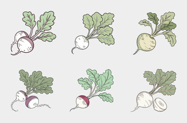 Vintage Beetroot Illustrations Set Collection

