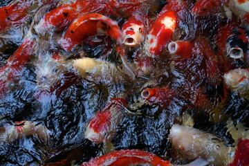 Many koi of different colors in the water are gathering to compete for food.