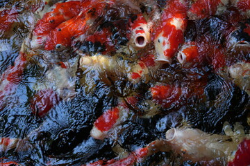 Many koi of different colors in the water are gathering to compete for food.