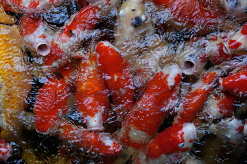 Many koi of different colors in the water are gathering to compete for food.