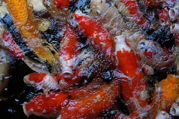 Many koi of different colors in the water are gathering to compete for food.