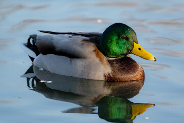 Mallard
