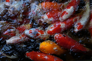 Many koi of different colors in the water are gathering to compete for food.
