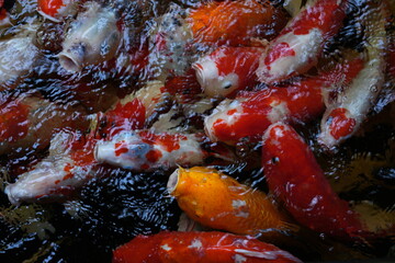 Many koi of different colors in the water are gathering to compete for food.