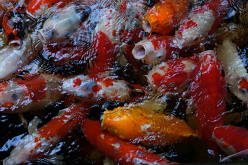 Many koi of different colors in the water are gathering to compete for food.