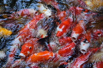 Many koi of different colors in the water are gathering to compete for food.