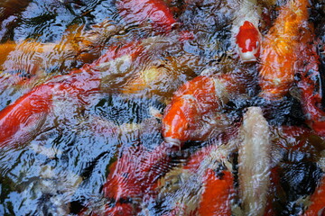 Many koi of different colors in the water are gathering to compete for food.