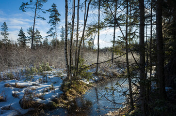 Winter forest of Scandinavia, Sparsely standing coniferous trees, low young growth covered with frost, some snow on the ground and frozen water in a small river, Nature of Sweden on a cold sunny day