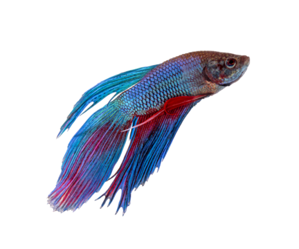 siamese fighting fish, betta transparent png