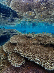 Coral reef with mirror reflection surface