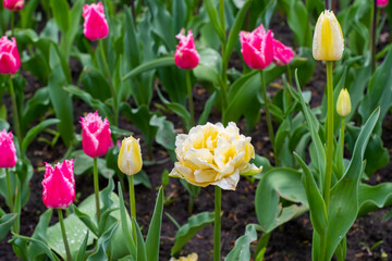 A vibrant tulip garden in full bloom, showcasing a variety of colorful flowers in an urban setting