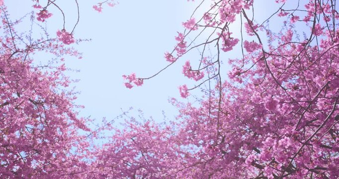 Pink cherry plum blossom. Blooming tree in spring.