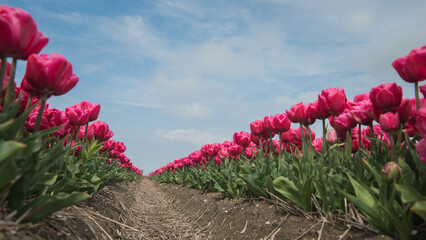 rows of pink or red tulips in field as seen from below with blue sky above in spring
