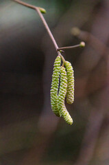 Delicate hazel catkins hanging from a thin branch against a blurred forest backdrop. Nature’s early signs of spring, close-up shot, soft lighting, shallow depth of field, tranquil mood, organic 