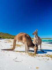 Kangaroos on the beach at Lucky Bay, Esperance Western Australia