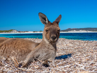 Kangaroos on the beach at Lucky Bay, Esperance Western Australia