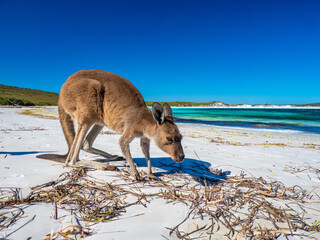 Kangaroos on the beach at Lucky Bay, Esperance Western Australia