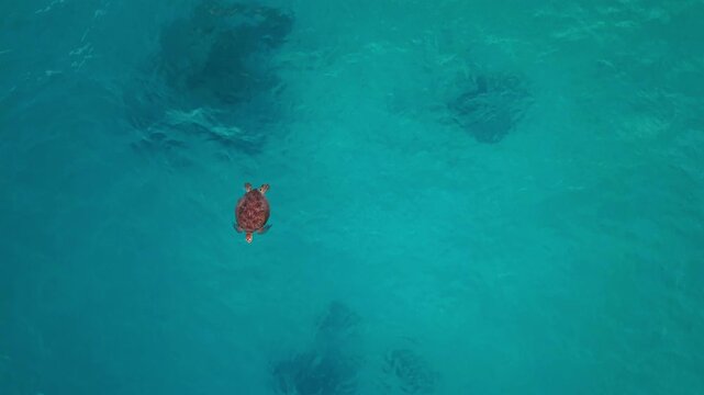Sea Turtle Swimming In Clear Turquoise Ocean - Aerial Top Down